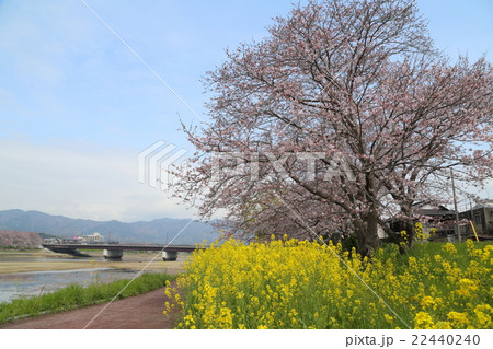 山口県 光市 島田川河川敷 桜 菜の花の写真素材