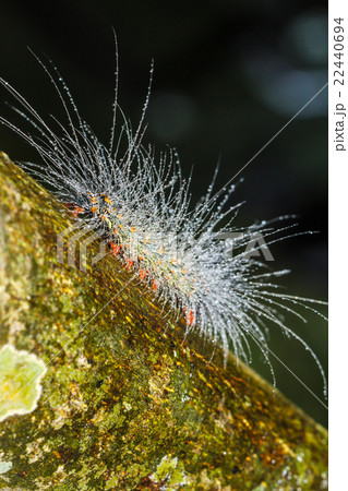 hairy caterpillars 22440694