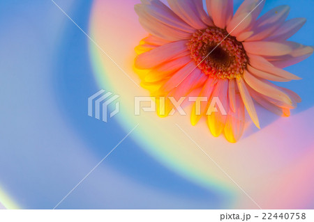 ガーベラ 22440758