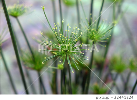 Decorative Papyrus plant 22441224
