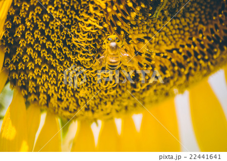 Select focus Pollen of Sunflower. 22441641