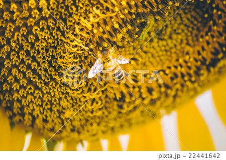 Select focus Pollen of Sunflower. 22441642