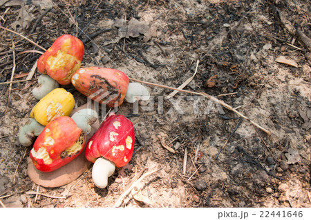 Red Cashew nuts harvest and collect all on soil 22441646