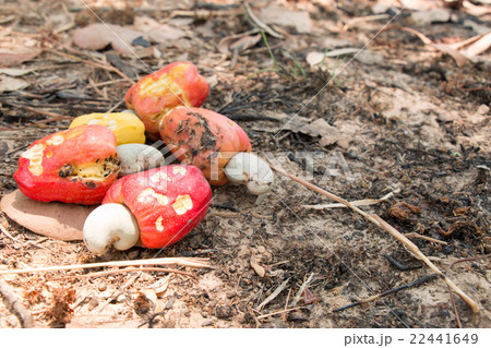 Red Cashew nuts harvest and collect all on soil 22441649