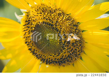 Select focus Pollen of Sunflower. 22441650