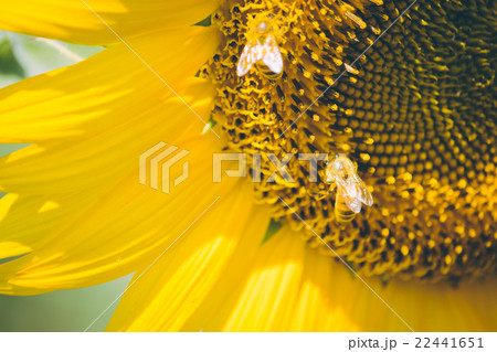 Select focus Pollen of Sunflower. 22441651