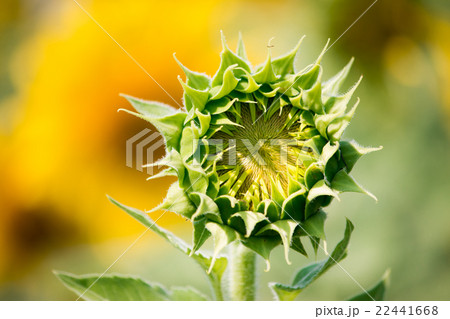 Sunflowers is blooming in farm Saraburi, Thailand Sunflowers is blooming in farm Saraburi, Thailand 22441668