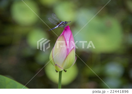 湖 赤色 赤 22441896