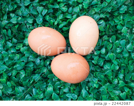 eggs on green grass, easter eggs, 3 eggs on green eggs on green grass, easter eggs, 3 eggs on green 22442087