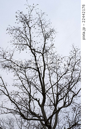 近くの公園で、南京はぜの樹を撮影したあものです。 22442176