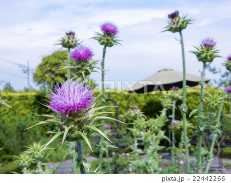飯能のハーブ園 22442266