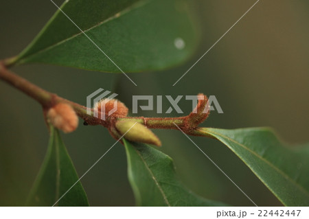 自然 植物 カラタネオガタマ、モクレン科の常緑樹。こちらは一月末の葉芽の冬芽です 自然 植物 カラタネオガタマ、モクレン科の常緑樹。こちらは一月末の葉芽の冬芽です 22442447