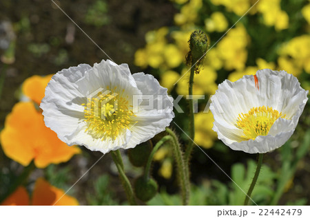 アイスランドポピー 22442479