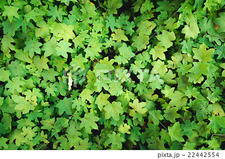 fresh green creeper plant top view wallpaper 22442554
