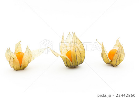 ゴールデンベリー ケープグーズベリー (食用ホオズキ):Goldenberries ゴールデンベリー ケープグーズベリー (食用ホオズキ):Goldenberries 22442860