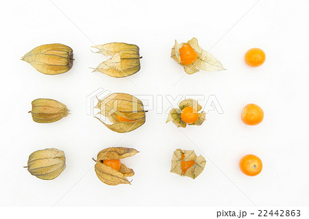 ゴールデンベリー　ケープグーズベリー　（食用ホオズキ）:Goldenberries 22442863