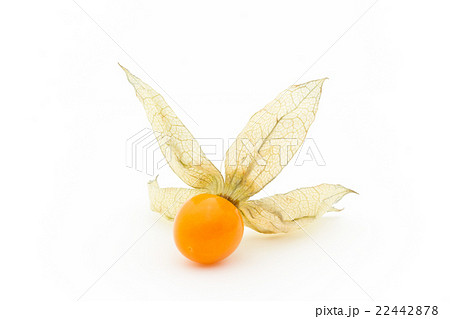 ゴールデンベリー　ケープグーズベリー　（食用ホオズキ）:Goldenberries 22442878