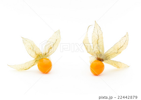 ゴールデンベリー　ケープグーズベリー　（食用ホオズキ）:Goldenberries 22442879