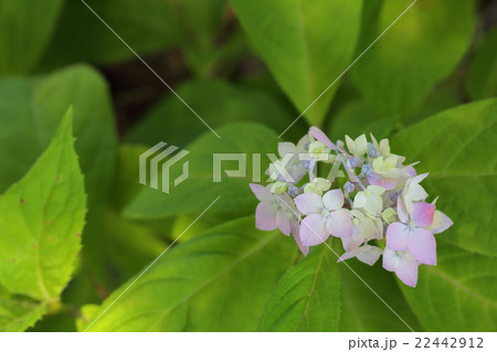 伊予てまり アジサイの花の写真素材