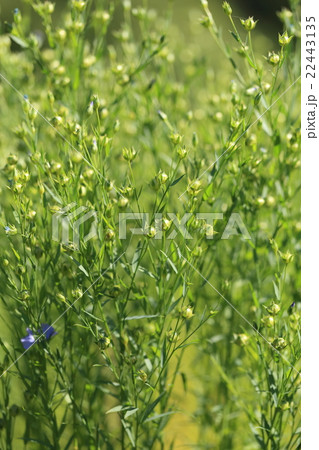 自然 植物 アマ 花が終わって一面に実ったアマの畑ですの写真素材