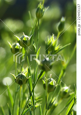 自然　植物　アマ、ほとんどの茎先に実がついています。実付きはとても良いようです 22443137