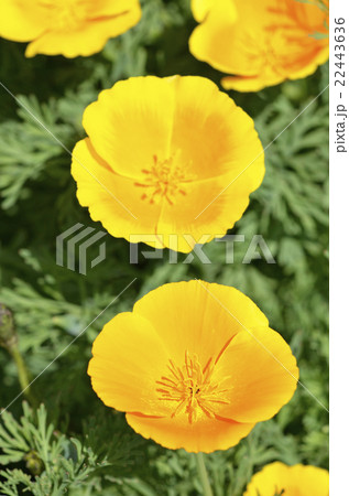 ハナビシソウ（花菱草） 22443636