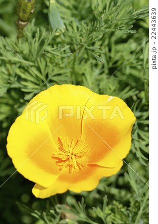 ハナビシソウ（花菱草） 22443639