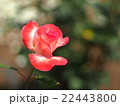 赤いバラ 22443800
