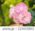 ピンクのバラ 22443801