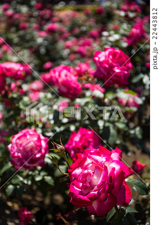 神代植物園バラ 神代植物園バラ 22443812