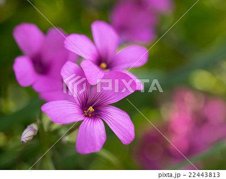 かわいいイモカタバミ 22443813