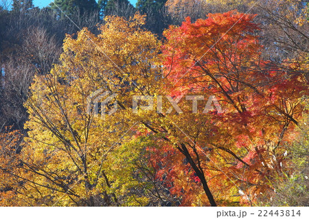 紅葉 紅葉 22443814