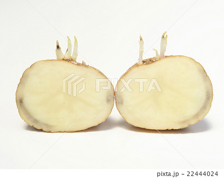 芽の出たジャガイモの断面の写真素材