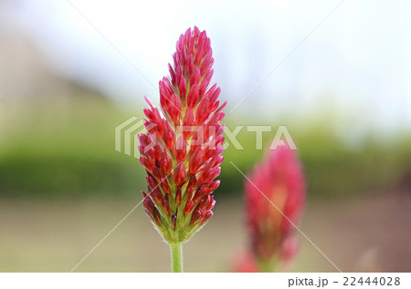 ストロベリーキャンドル 22444028