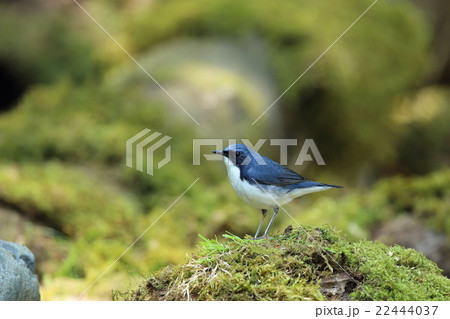 コルリ コルリ 22444037