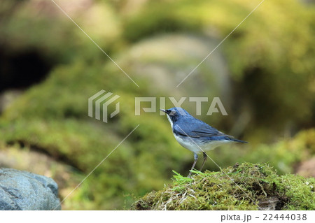 コルリ コルリ 22444038