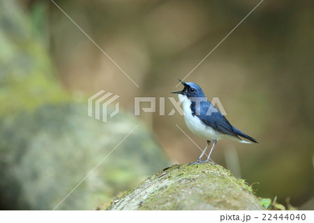 コルリ コルリ 22444040