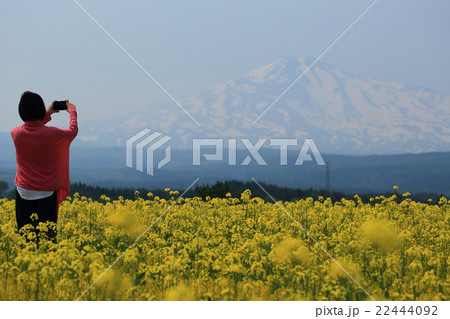 菜の花 鳥海山 スマホ 女性 菜の花 鳥海山 スマホ 女性 22444092