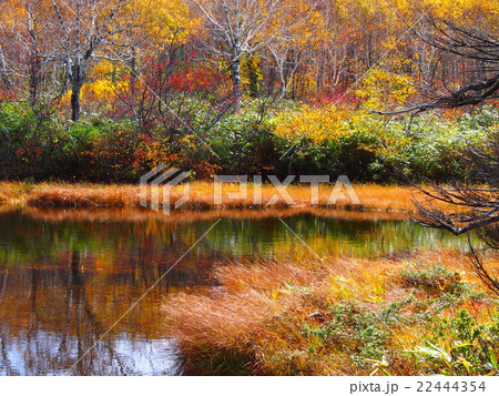 紅葉に染まる神仙沼の写真素材