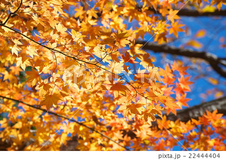 紅葉 22444404