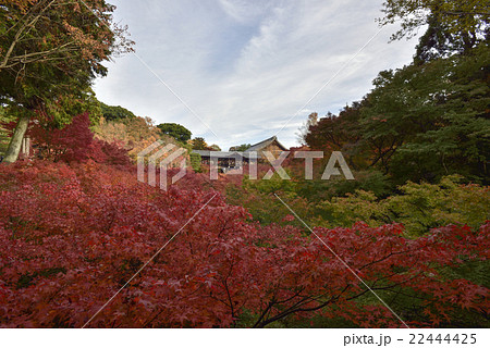 東福寺　通天橋 22444425
