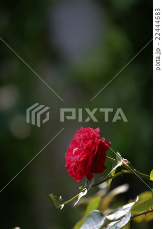 オレンジマザーズディ 22444683