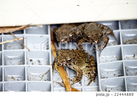 カエル 22444889