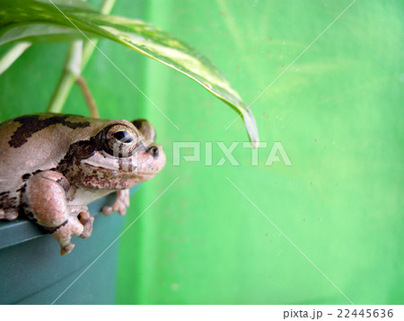外を見つめるカエル 外を見つめるカエル 22445636