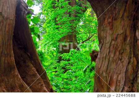 山形「幻想の森」 山形「幻想の森」 22445688