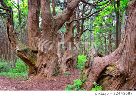 山形「幻想の森」 山形「幻想の森」 22445697
