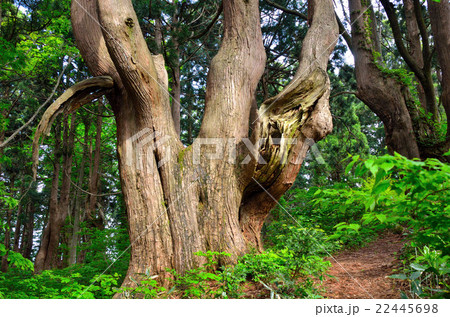 山形「幻想の森」 山形「幻想の森」 22445698
