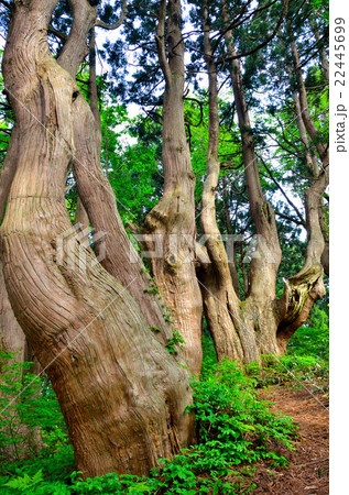 山形「幻想の森」 山形「幻想の森」 22445699