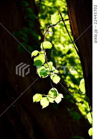 山形「幻想の森」 山形「幻想の森」 22445702