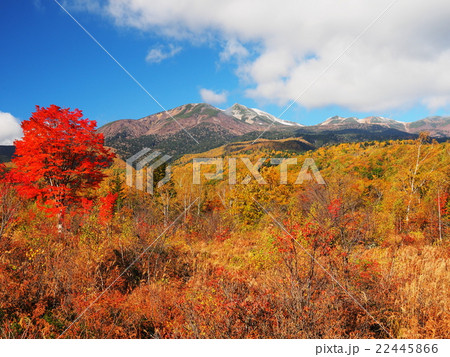 紅葉の乗鞍高原 22445866